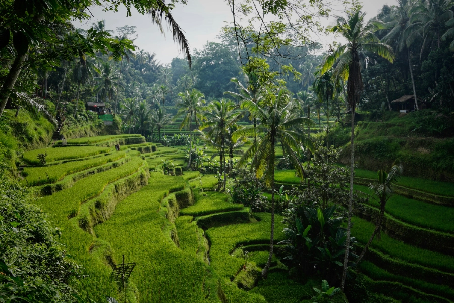 Rice Terrace background